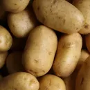 Архангельскими разработками в клонировании и селекции картофеля заинтересовался Узбекистан